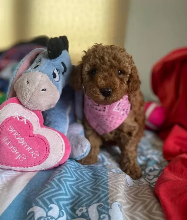 Orjinal Toy Poodle Yavrumuz