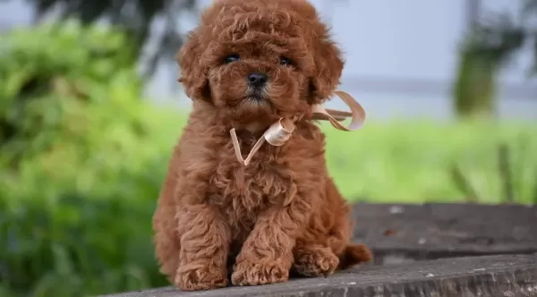 Toy Poodle Efsane Guzellikte Yavrularımız