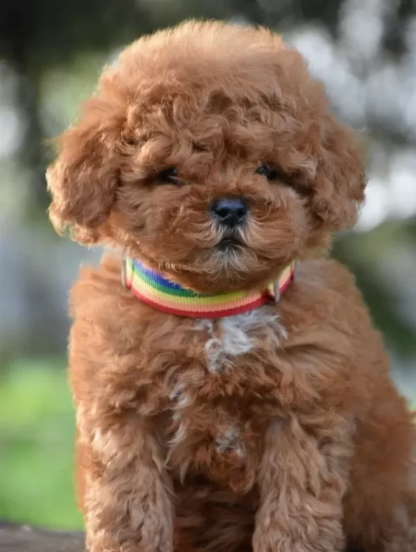 Toy Poodle Efsane Guzellikte Yavrularımız
