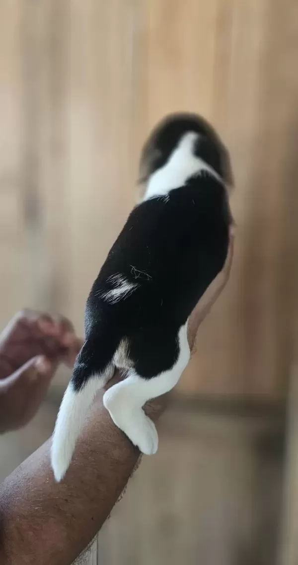 Beagle Yavrularım Sağlık Ve Irk Garantilidir