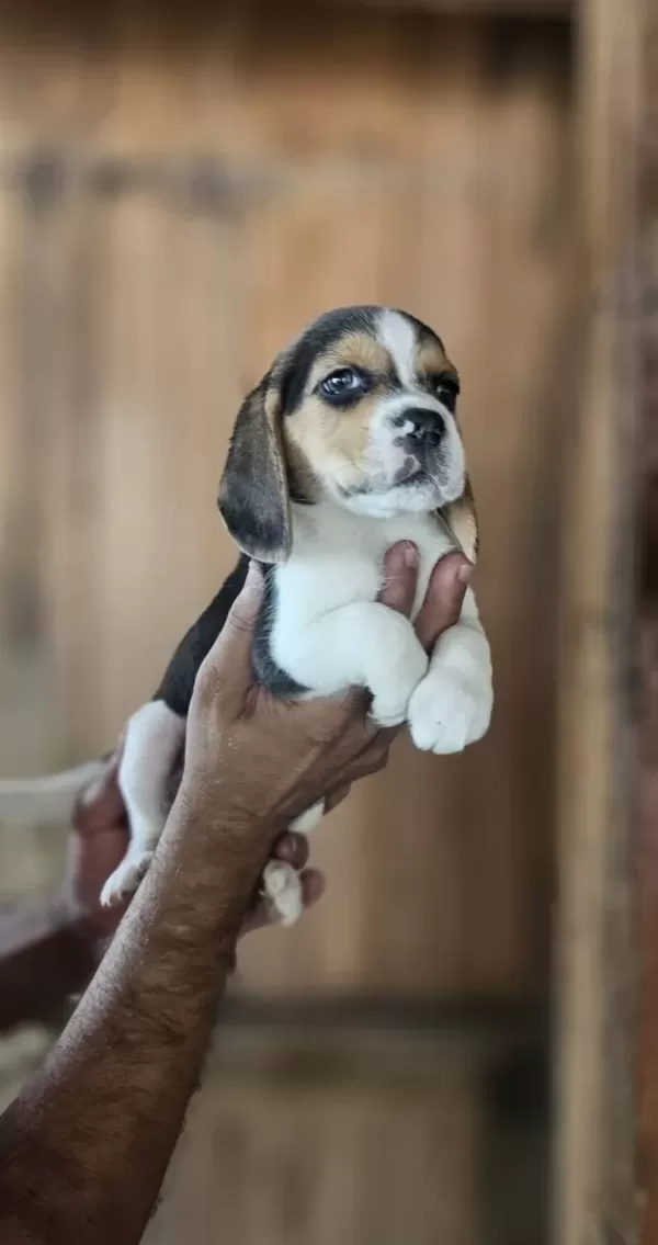 Beagle Yavrularım Sağlık Ve Irk Garantilidir