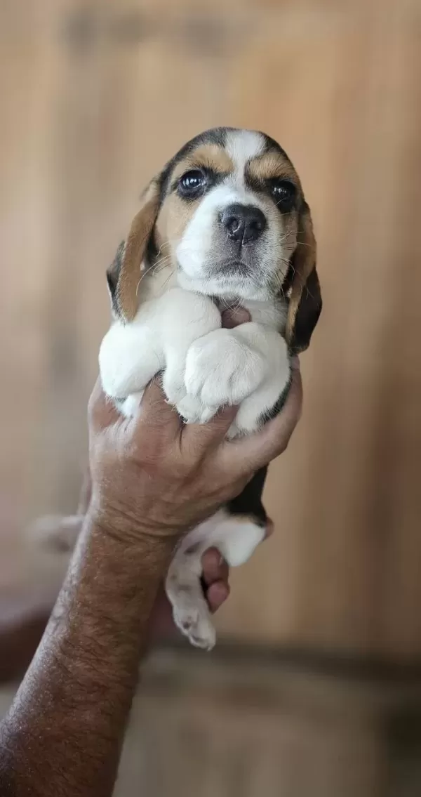 Beagle Yavrularım Sağlık Ve Irk Garantilidir