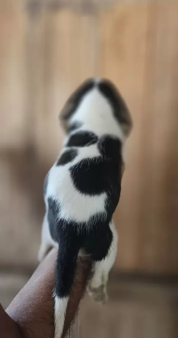 Beagle Yavrularım Sağlık Ve Irk Garantilidir