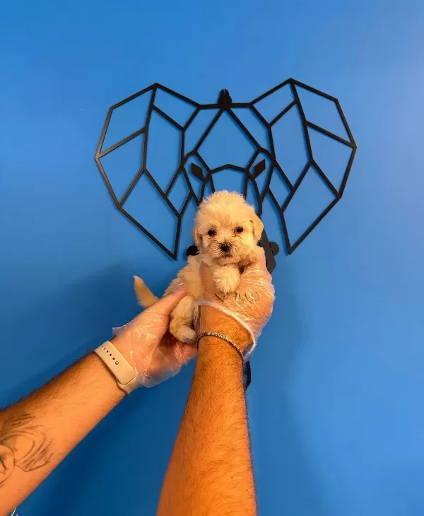 Gerçek Tea Cup Maltipoo Bebeklerimiz