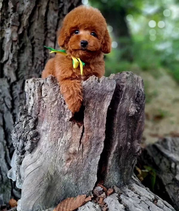 Toy Poodle Safkan Belgeli Yavrularımız