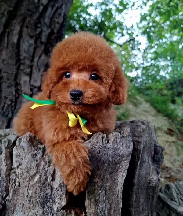 Toy Poodle Safkan Belgeli Yavrularımız