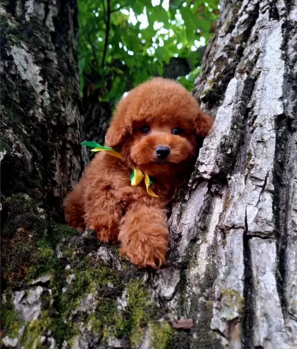Toy Poodle Safkan Belgeli Yavrularımız