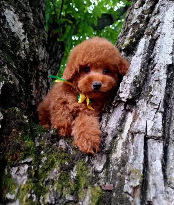 Toy Poodle Safkan Belgeli Yavrularımız