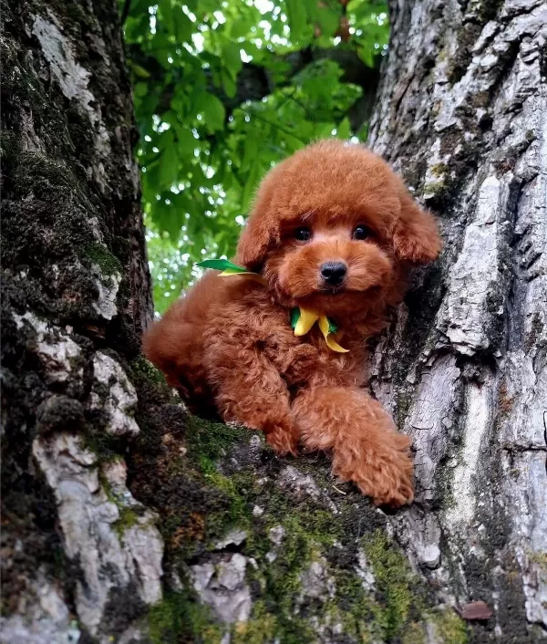 Toy Poodle Safkan Belgeli Yavrularımız