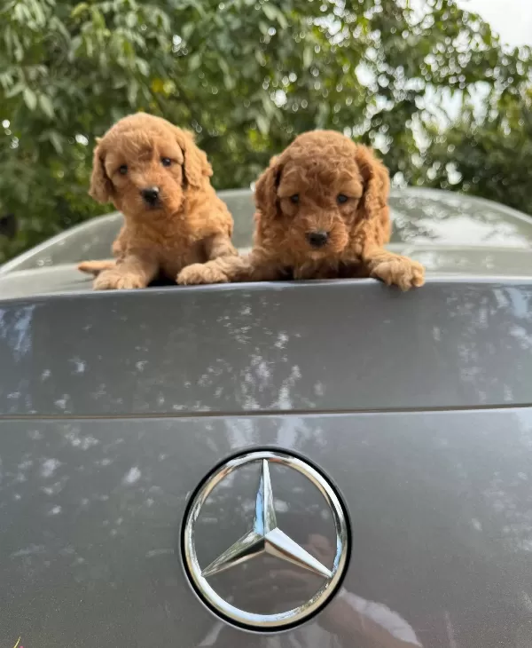 Gerçek Toy Poodle Yavrularımız