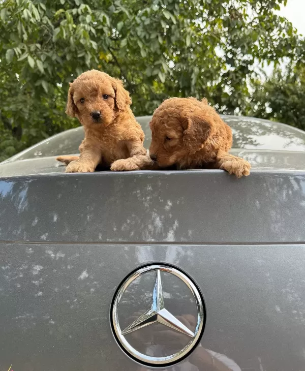Gerçek Toy Poodle Yavrularımız