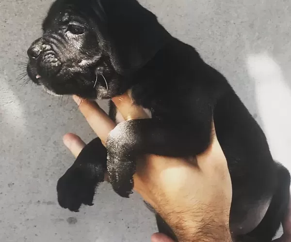 Evrakları Hazır Sosyal Karakterli Cane Corso