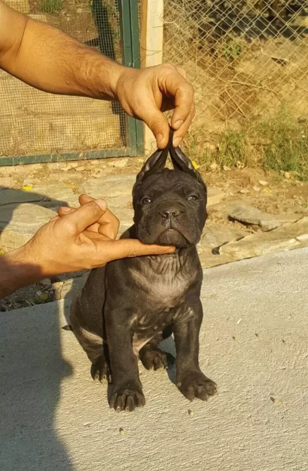 Evrakları Hazır Sosyal Karakterli Cane Corso