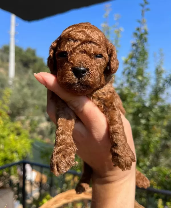Red Brown Kore Poodle Bebekler