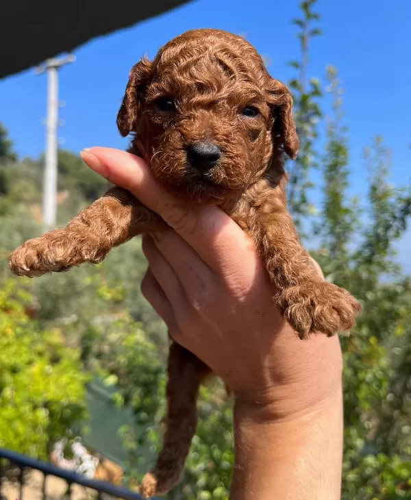 Red Brown Kore Poodle Bebekler