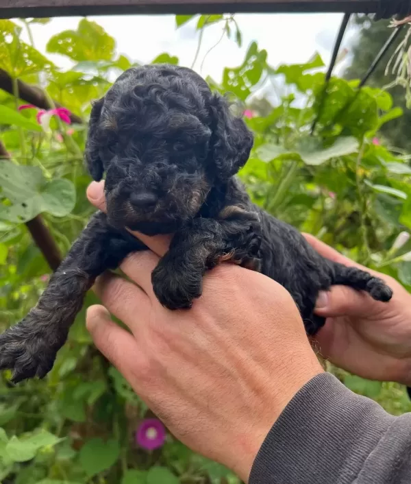 Safkan Ork Garantili Toy Poodle Yavruları