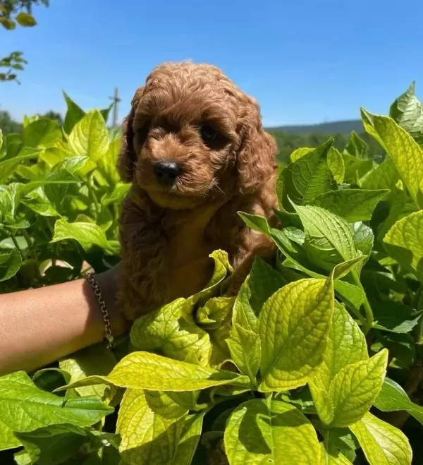 Orjinal Toy Poodle Bebeklerimiz
