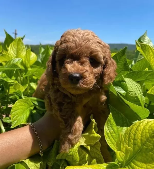 Orjinal Toy Poodle Bebeklerimiz