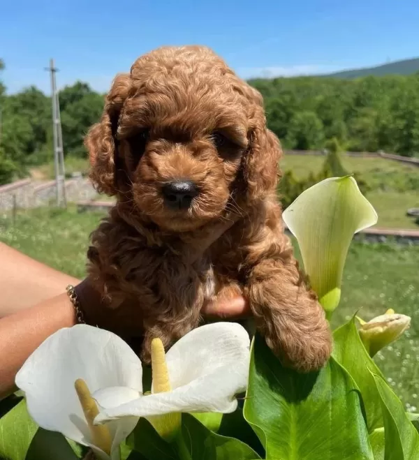 Orjinal Toy Poodle Bebeklerimiz