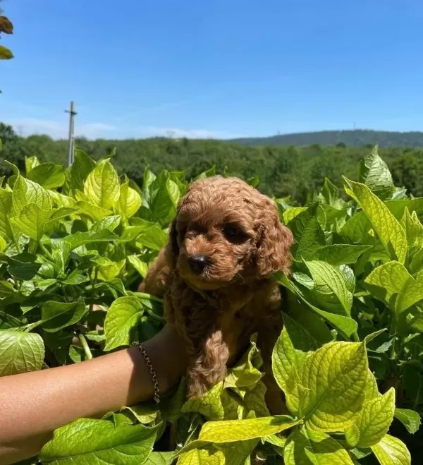 Orjinal Toy Poodle Bebeklerimiz