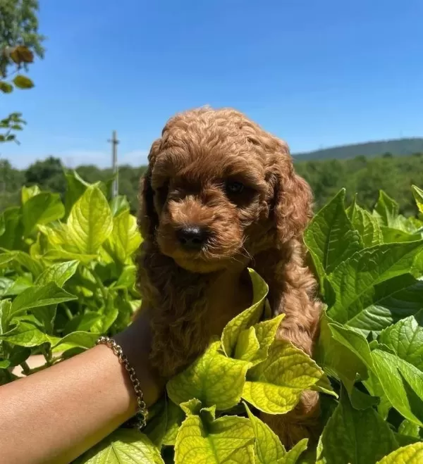 Orjinal Toy Poodle Bebeklerimiz