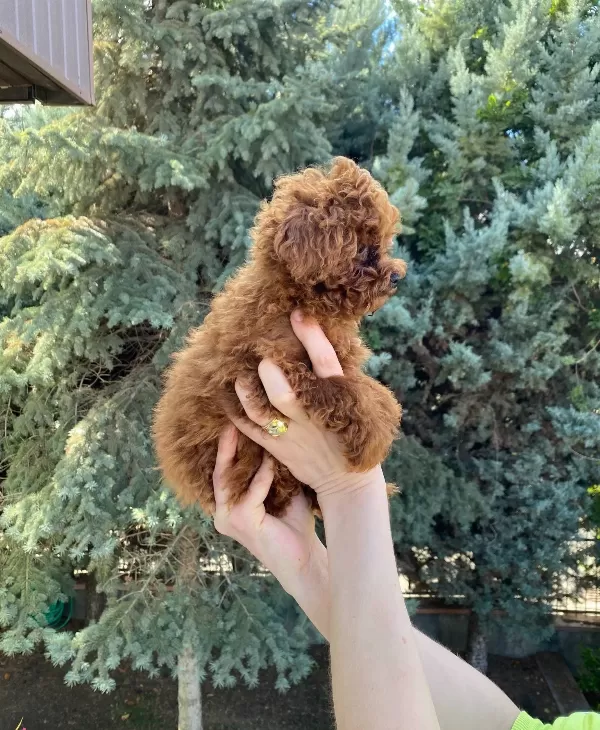 Dark Red Kore Poodle Bebekler