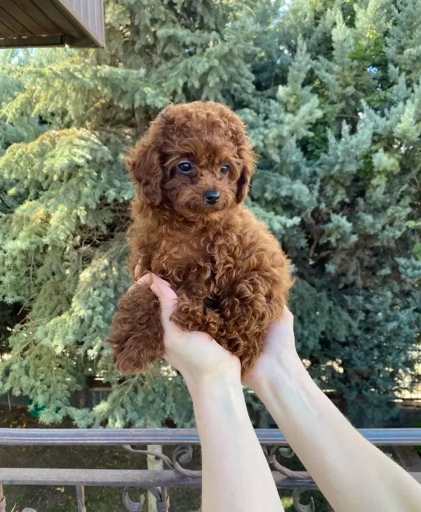 Dark Red Kore Poodle Bebekler