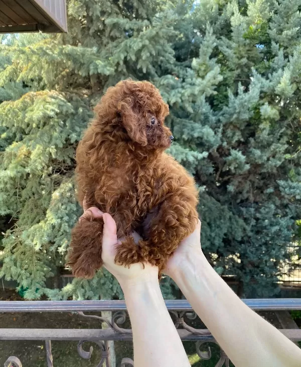 Dark Red Kore Poodle Bebekler