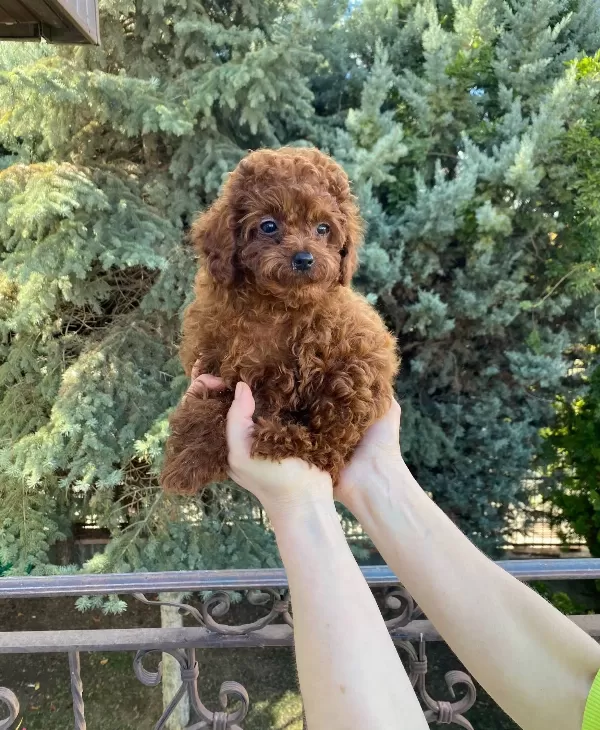 Dark Red Kore Poodle Bebekler