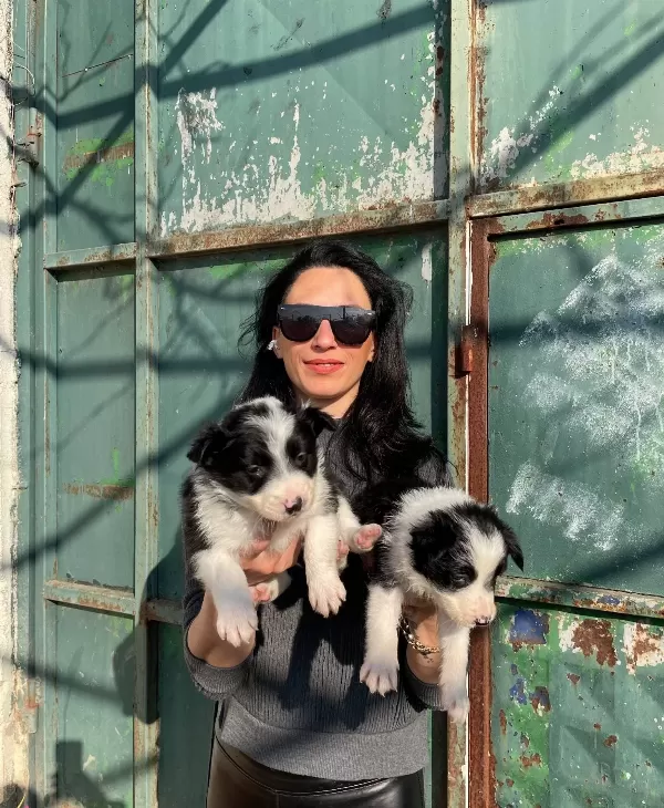 Border Colie Yavrularım Sağlık Ve Irk Garantilidir