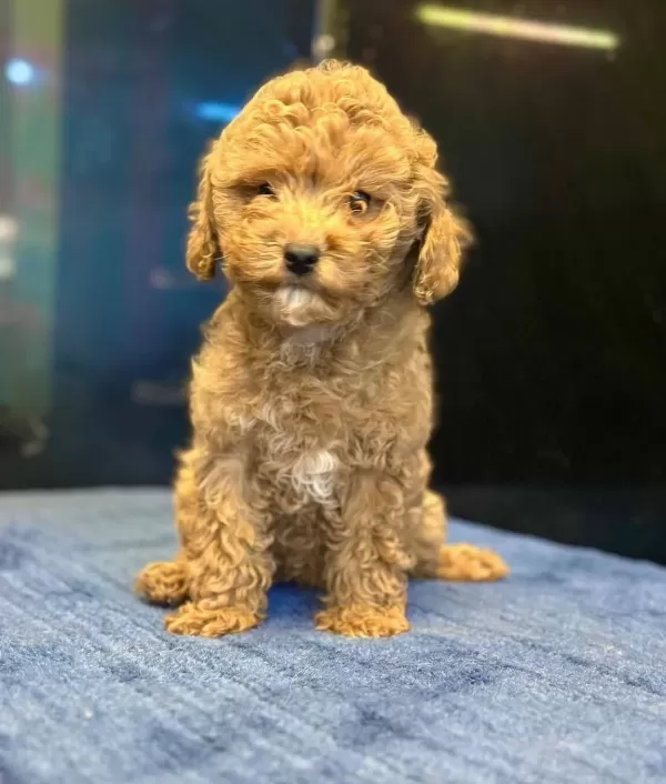 Apricot Toy Poodle Yavrular