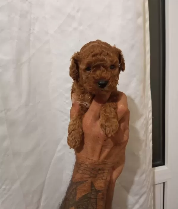 Safkan Irk Garantili Toy Poodle Yavrular