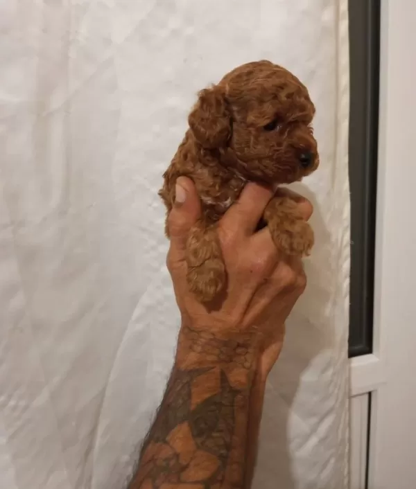 Safkan Irk Garantili Toy Poodle Yavrular