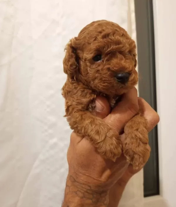 Safkan Irk Garantili Toy Poodle Yavrular