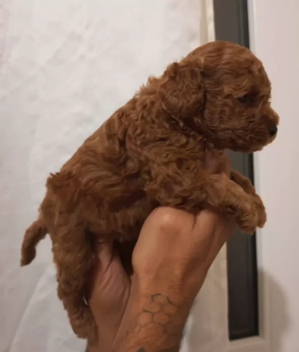 Safkan Irk Garantili Toy Poodle Yavrular