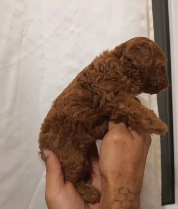 Safkan Irk Garantili Toy Poodle Yavrular
