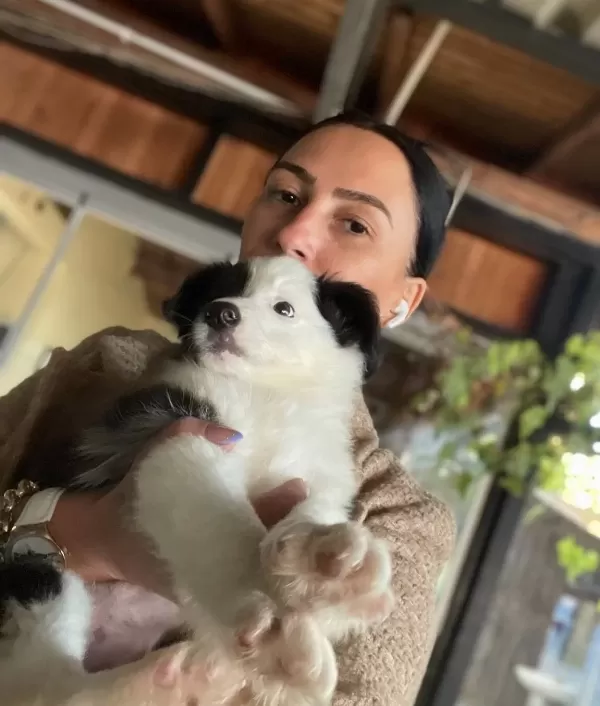 Border Colie Yavrularım Sağlık Ve Irk Garantilidir