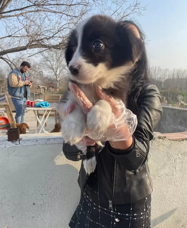 Border Colie Yavrularım Sağlık Ve Irk Garantilidir