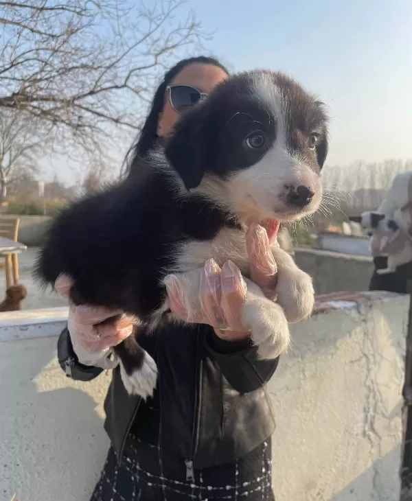 Border Colie Yavrularım Sağlık Ve Irk Garantilidir