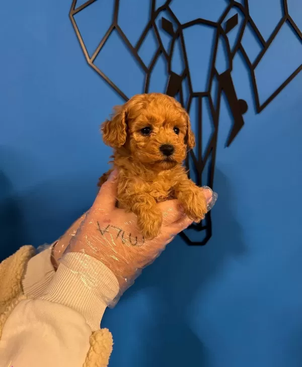Gerçek Tea Cup Red Poodle bebeğimiz