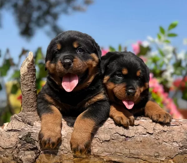 Dudak Isırtacak Guzellikte Heybetli Rottweiler