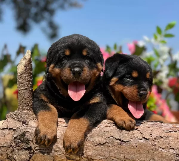 Dudak Isırtacak Guzellikte Heybetli Rottweiler