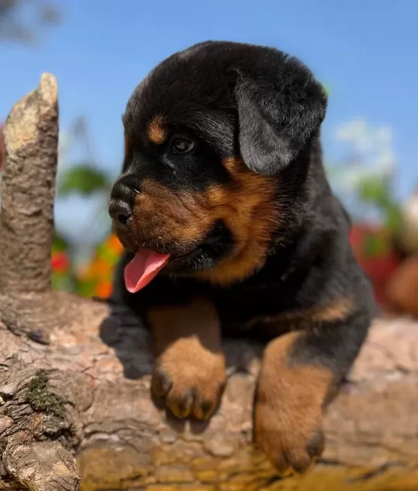 Dudak Isırtacak Guzellikte Heybetli Rottweiler