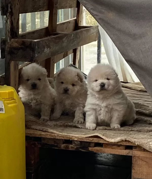 Pamuk Gibi Chow Chow