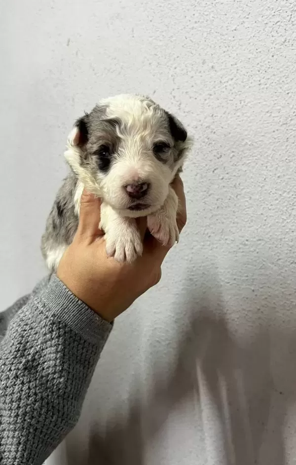 Border Colie Yavrularımız