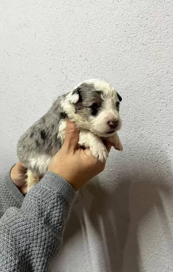 Border Colie Yavrularımız