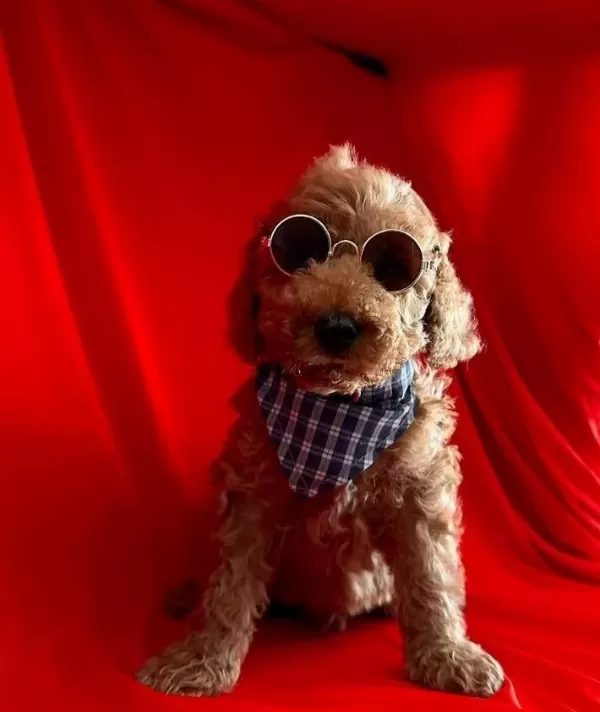 Sevimli Poodle Yavrularımız