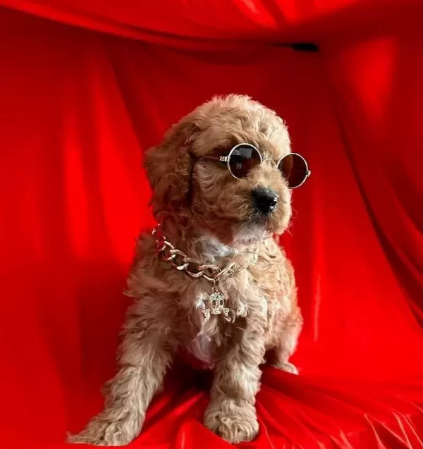 Sevimli Poodle Yavrularımız