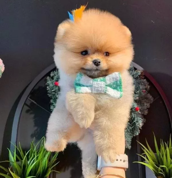 Pomeranian Tedy Bear Yavrumuz