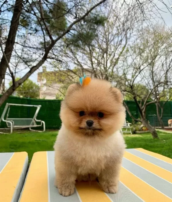 Pomeranian Tedy Bear Yavrumuz